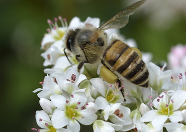 そば蜂蜜は人間の腸内微生物を大幅に改善することができます