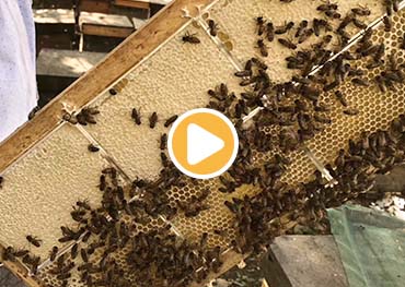 ナツメ蜂蜜製品のための私たち自身のミツバチ農場